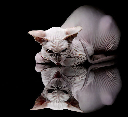 莱奥天才闪光引爆全场！勒沃库森战术风暴席卷委内瑞拉，一场降维打击背后的足球哲学