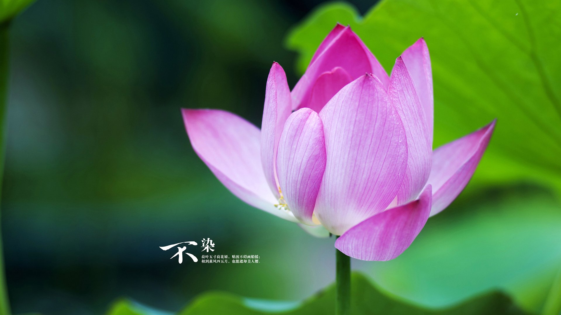 苏格兰草根军团的逆袭美学，当纪律碾碎天赋，加克波在显微镜下爆发